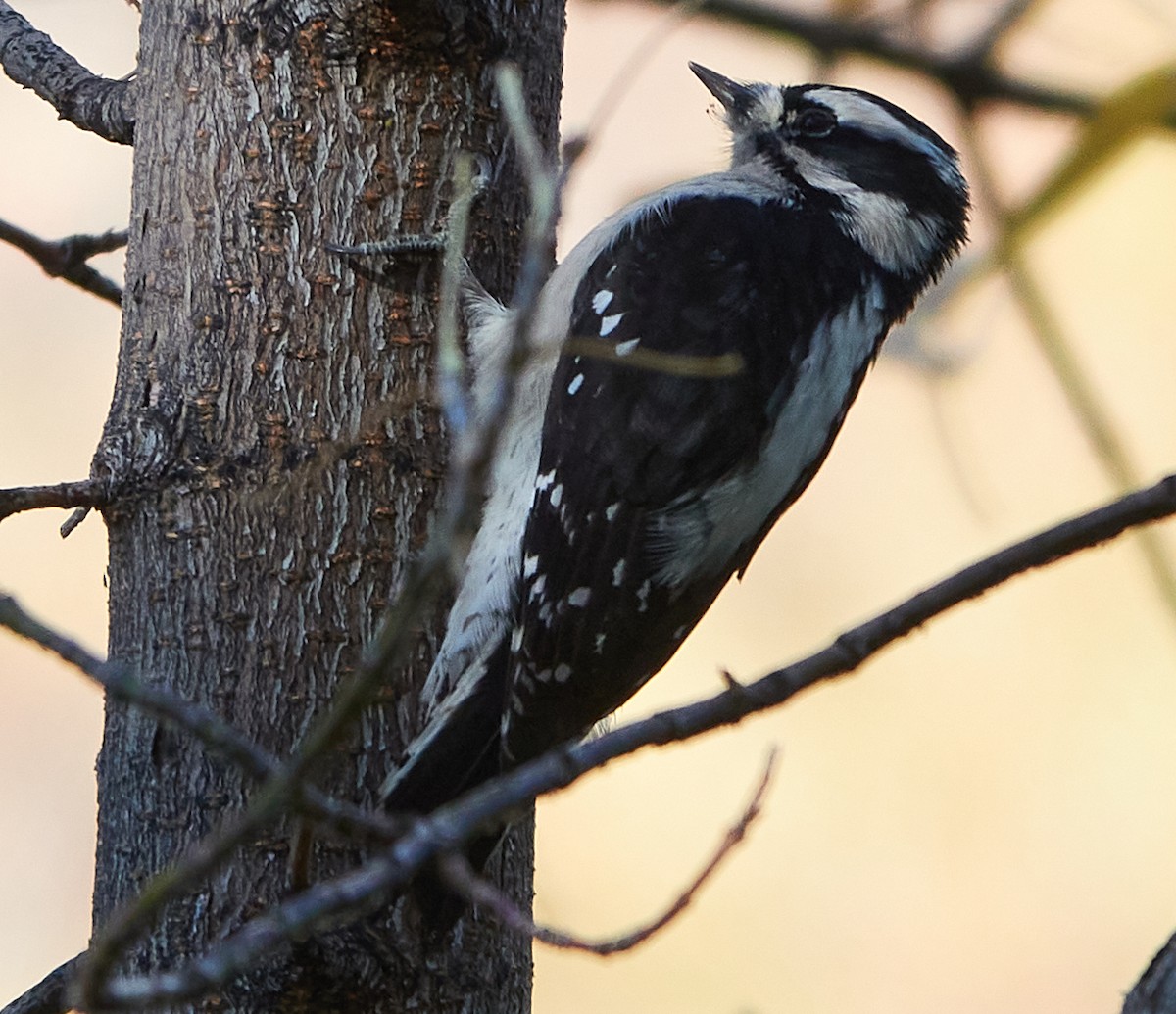 Downy Woodpecker - Evan Thomas