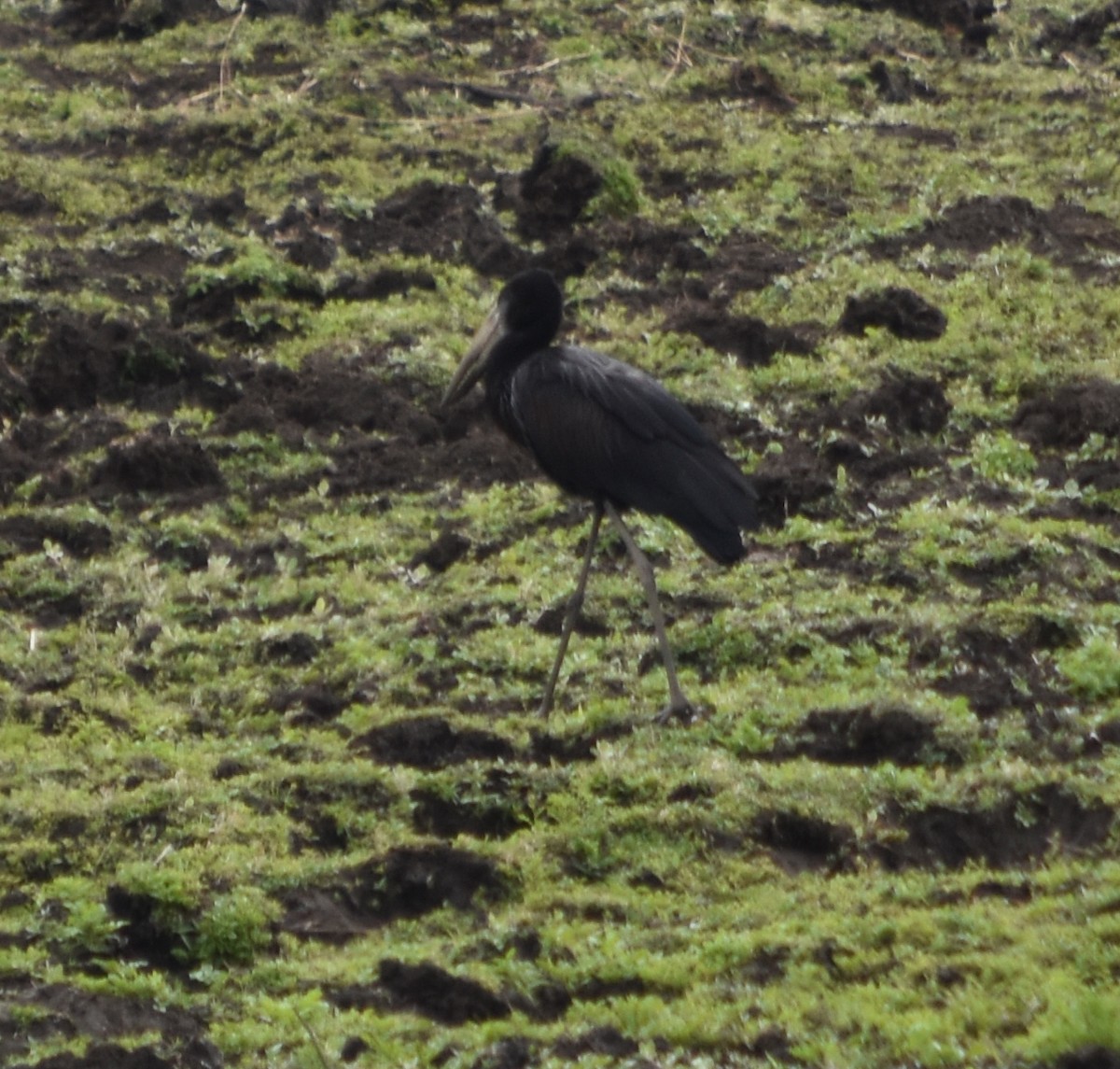 African Openbill - ML375824811