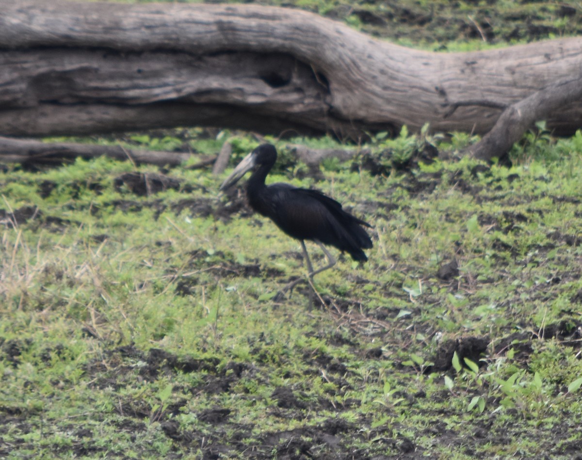 African Openbill - ML375824871