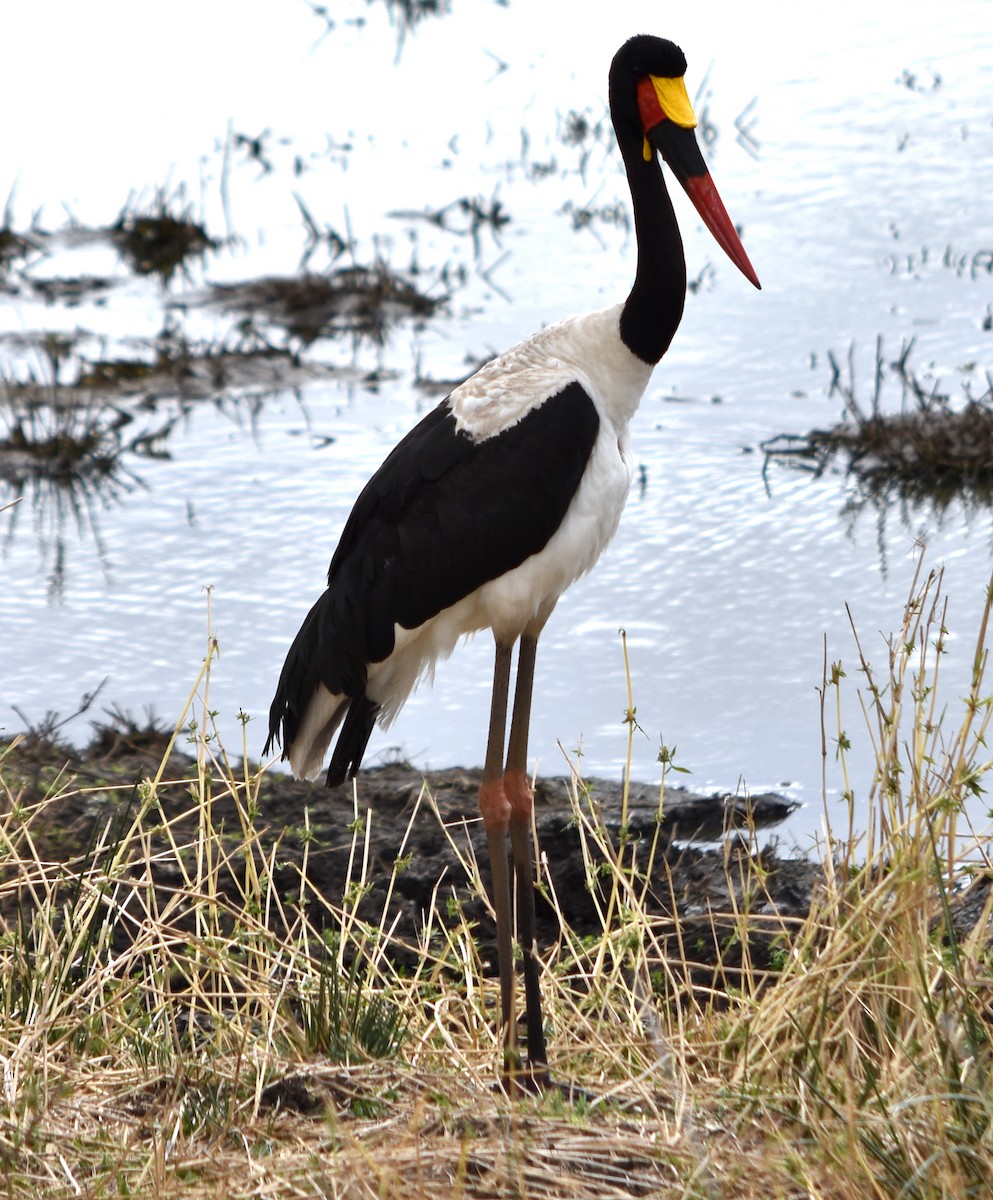 Saddle-billed Stork - ML375824911