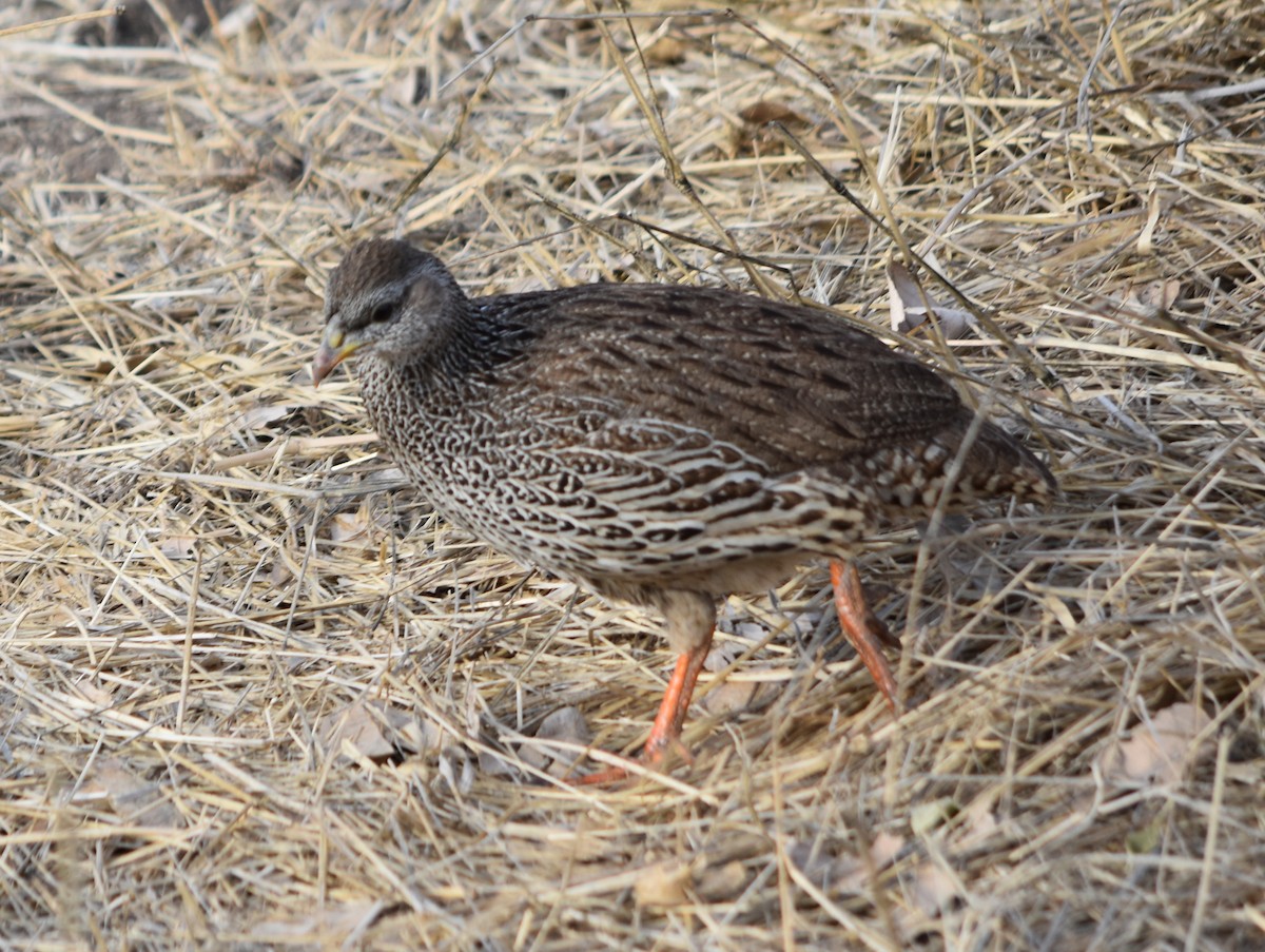 Natal Spurfowl - ML375825041