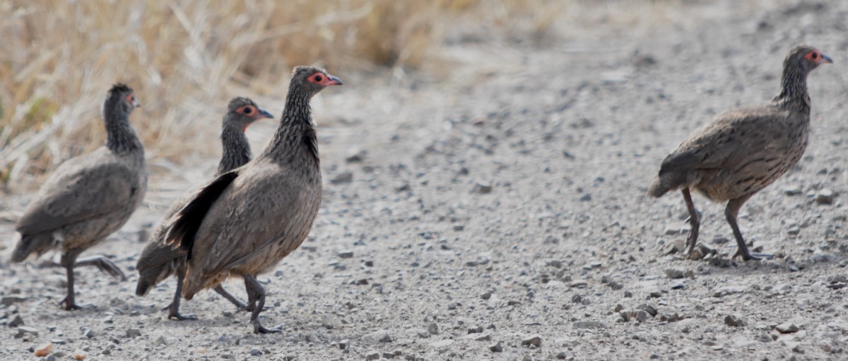 Swainson's Spurfowl - ML375825081