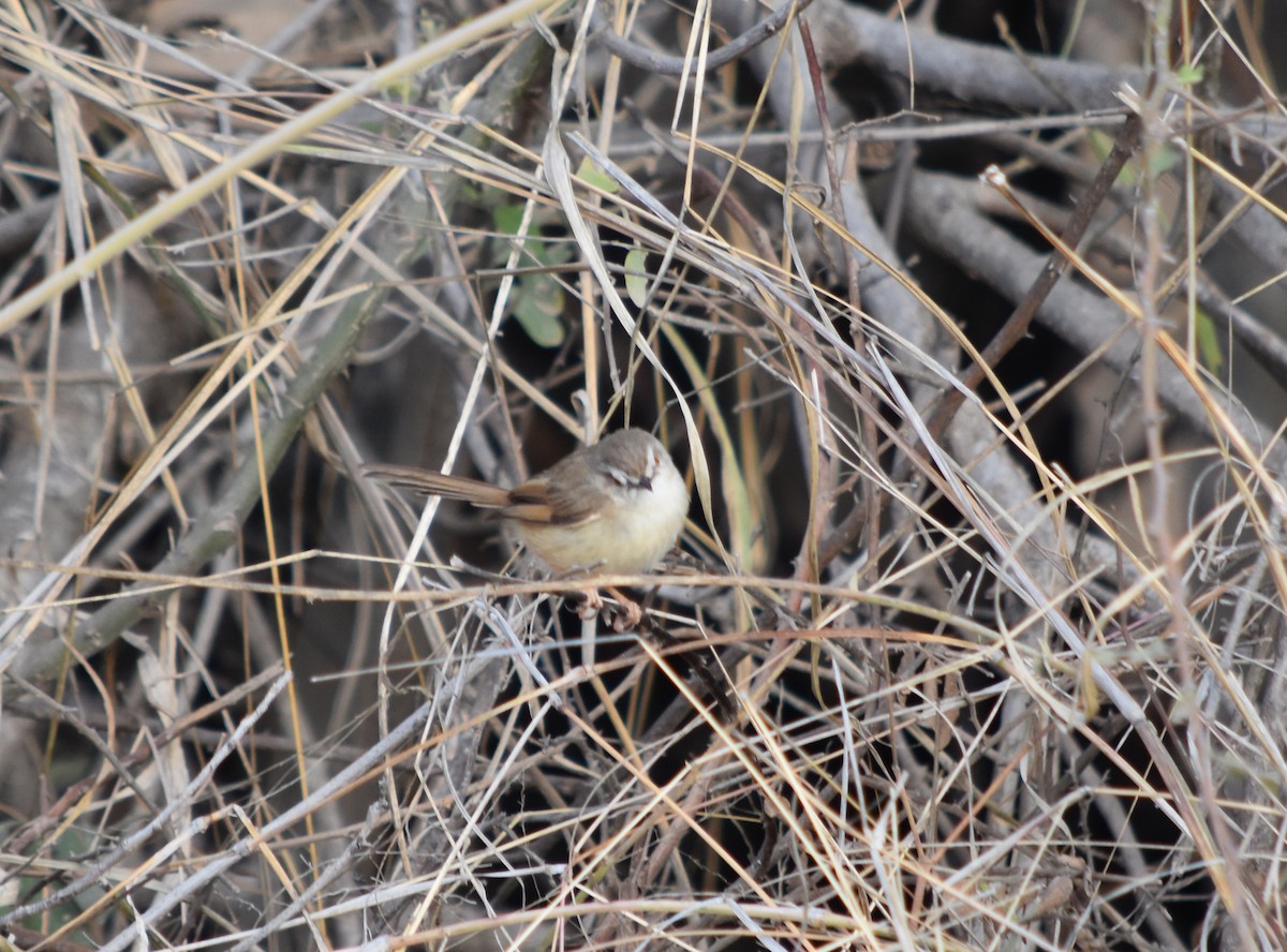 Tawny-flanked Prinia - ML375825201