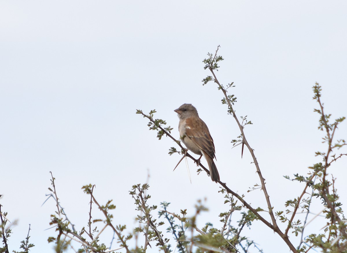 Southern Gray-headed Sparrow - ML375825341