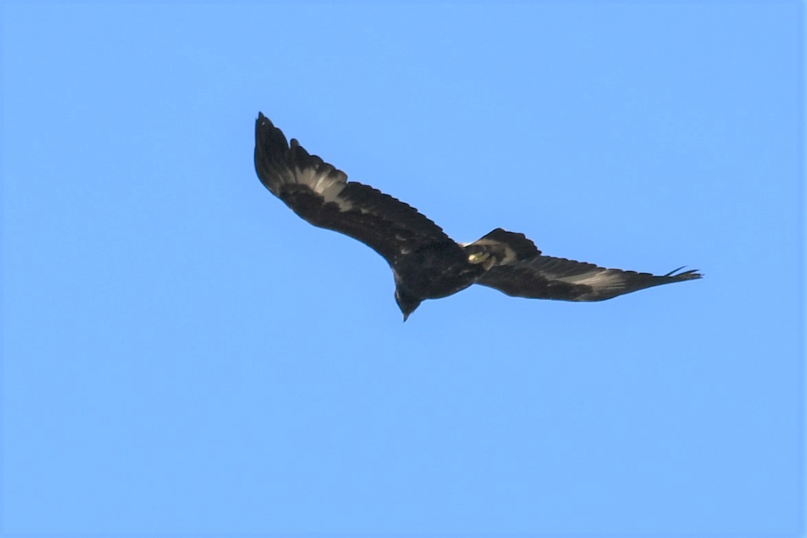 Golden Eagle - ML375830021