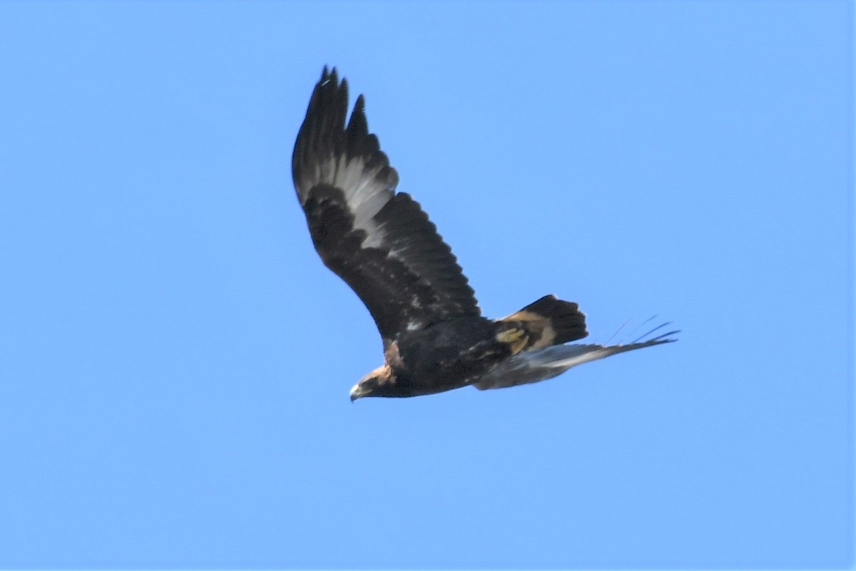 Golden Eagle - ML375830031