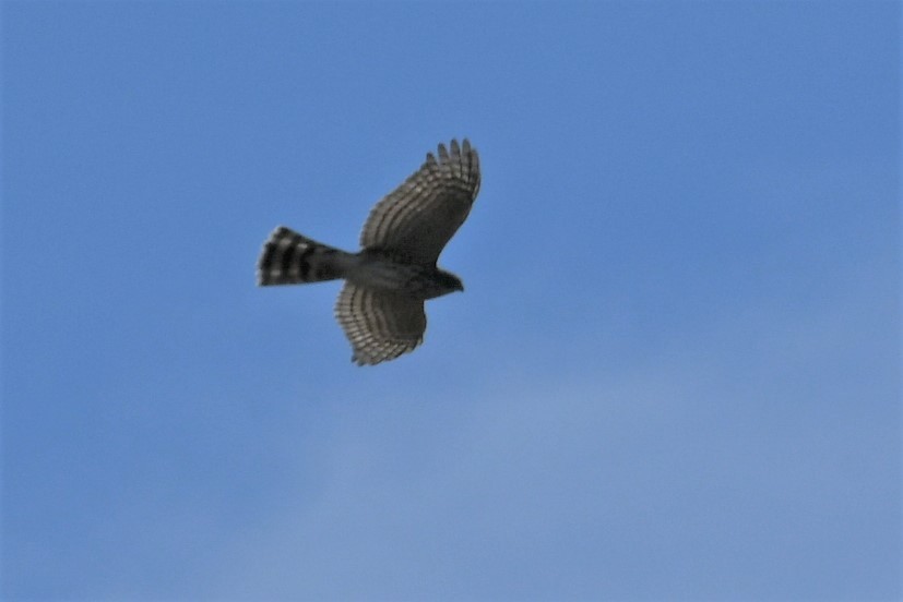Sharp-shinned Hawk - ML375830121