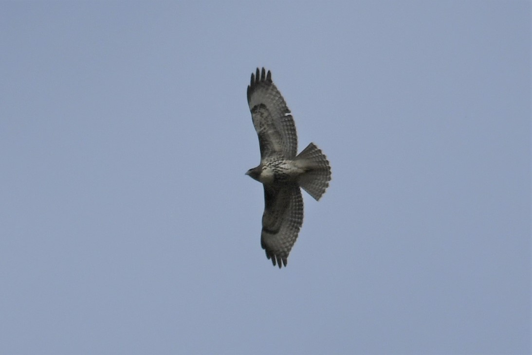 Red-tailed Hawk - ML375830421