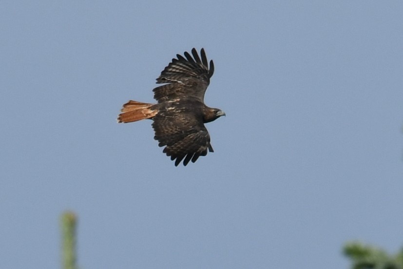Red-tailed Hawk - ML375830491