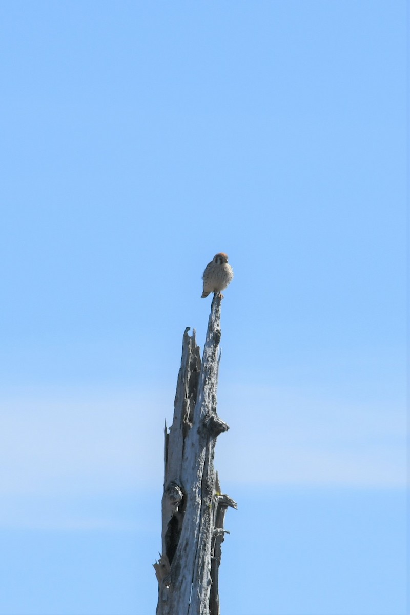 American Kestrel - ML375830541