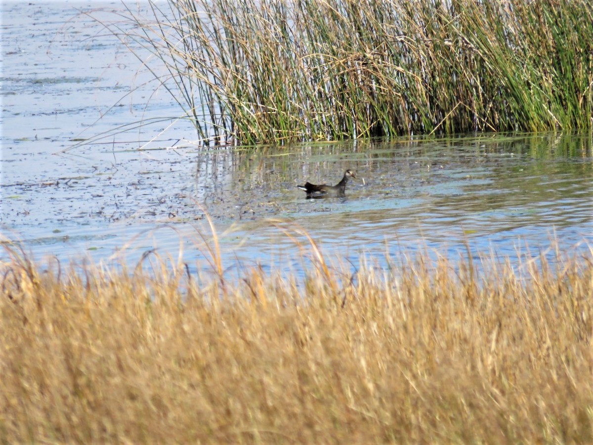 Common Gallinule - ML375831511