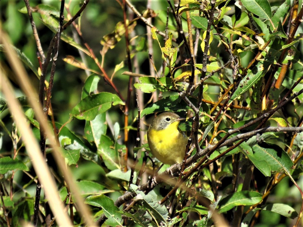 Common Yellowthroat - ML375831731