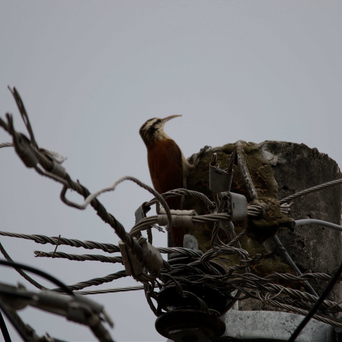 Narrow-billed Woodcreeper - ML375833991