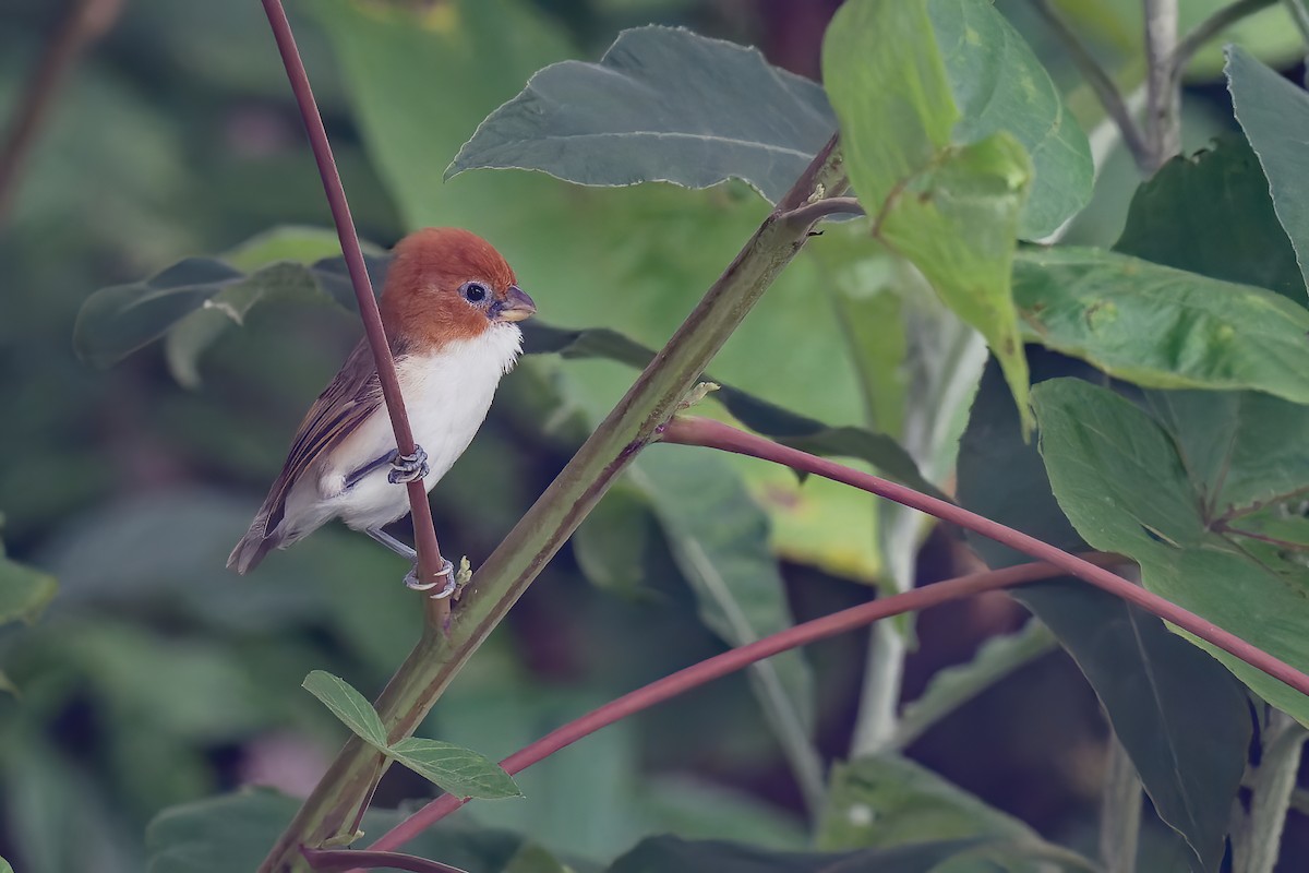 White-breasted Parrotbill - Vincent Wang