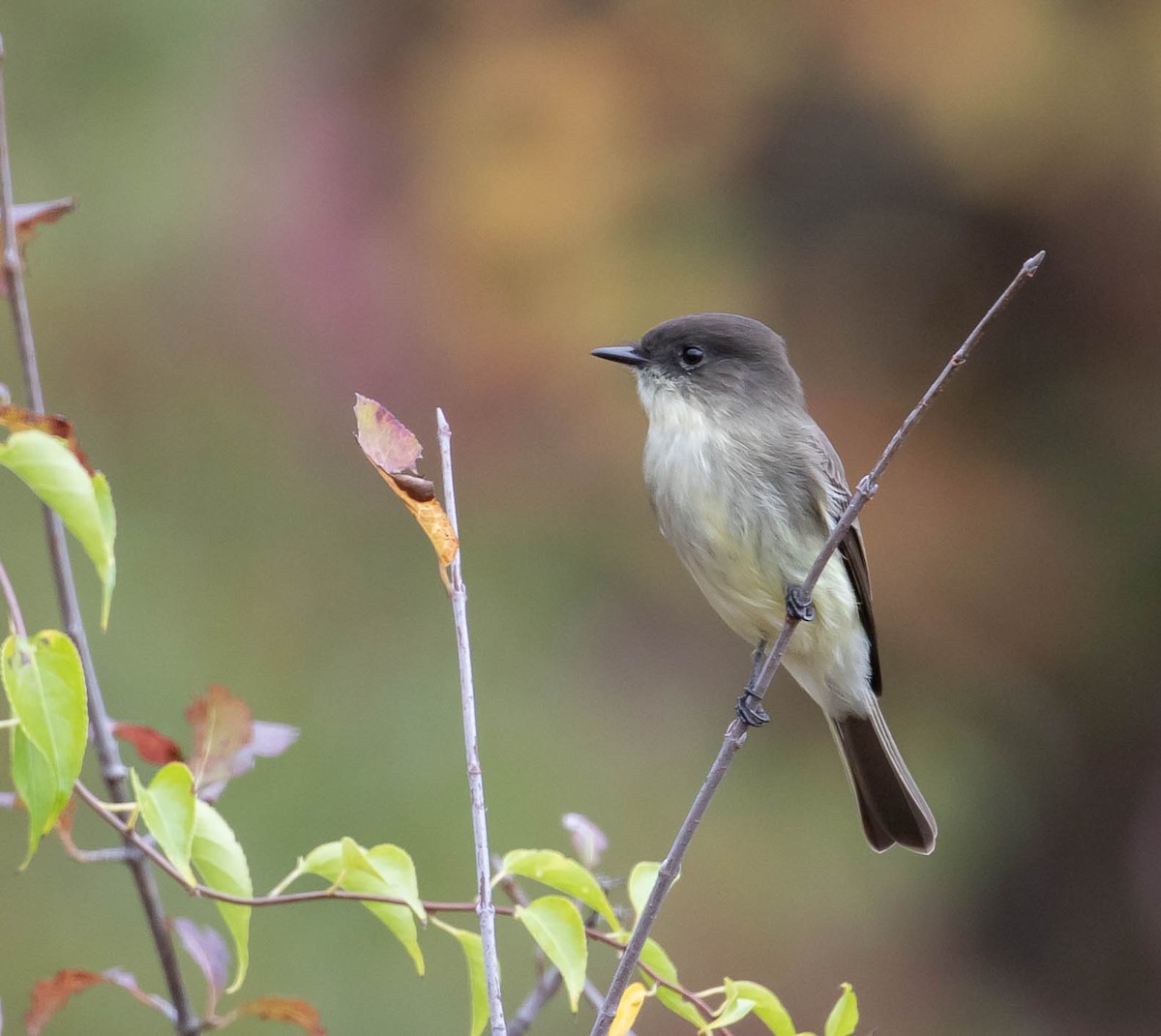 Eastern Phoebe - ML375836211