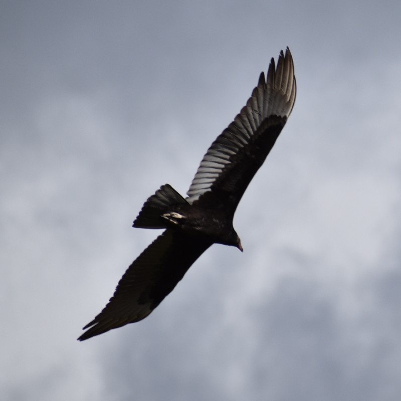 Turkey Vulture - ML375836331