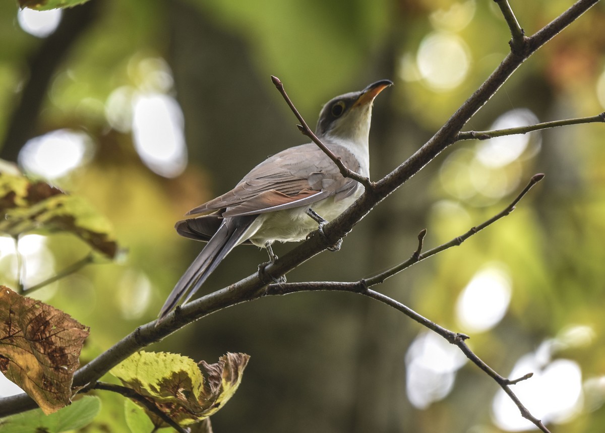 Yellow-billed Cuckoo - ML375836521