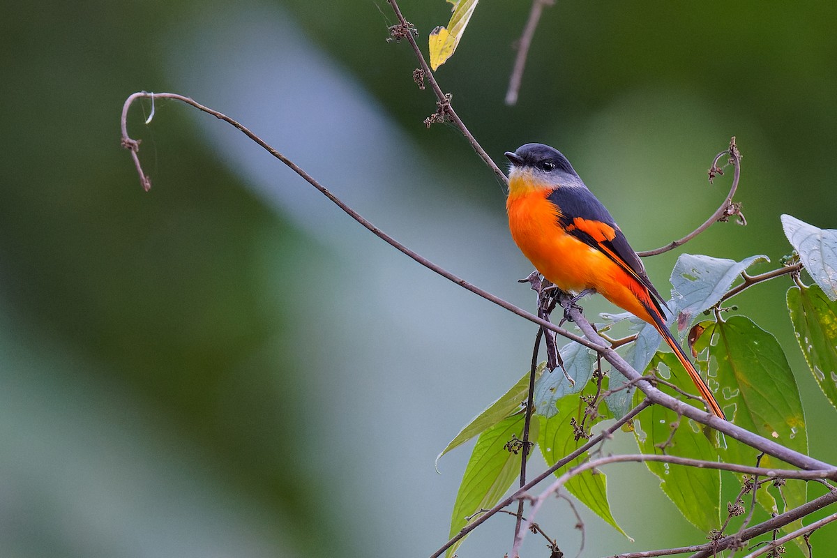 Gray-chinned Minivet - ML375836631