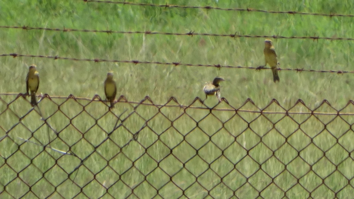 bobolink americký - ML375838451