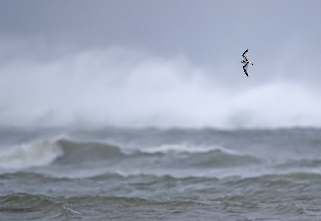 Little Gull - ML375839691