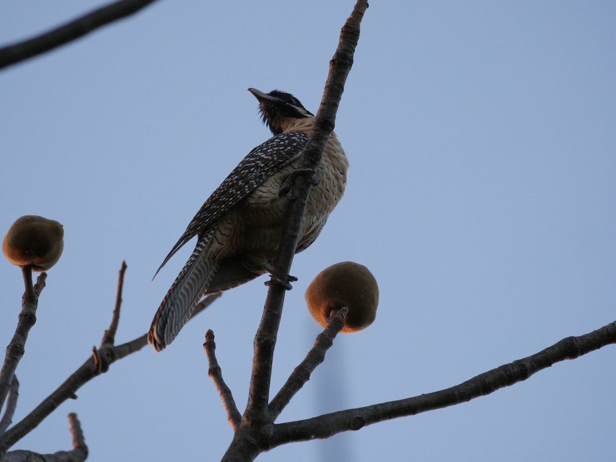 Pacific Koel - ML375841761