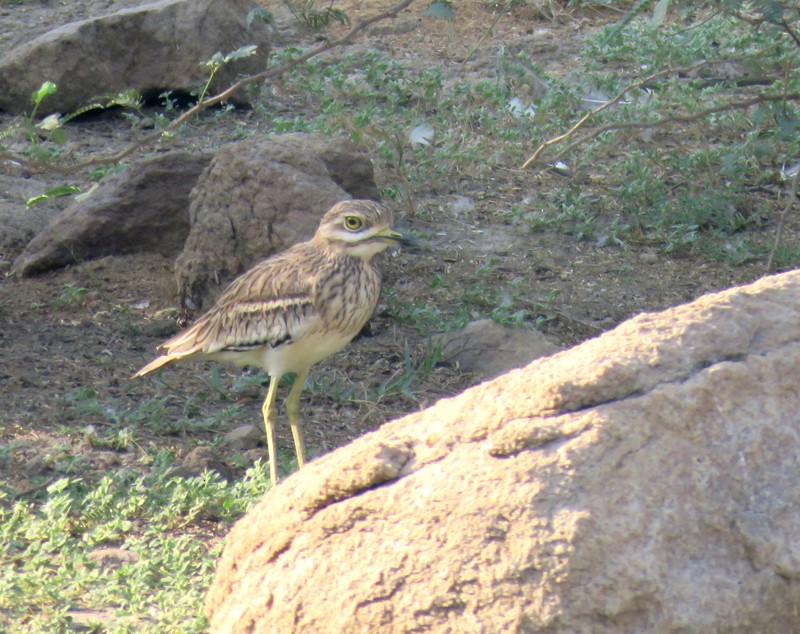 Indian Thick-knee - ML37584181