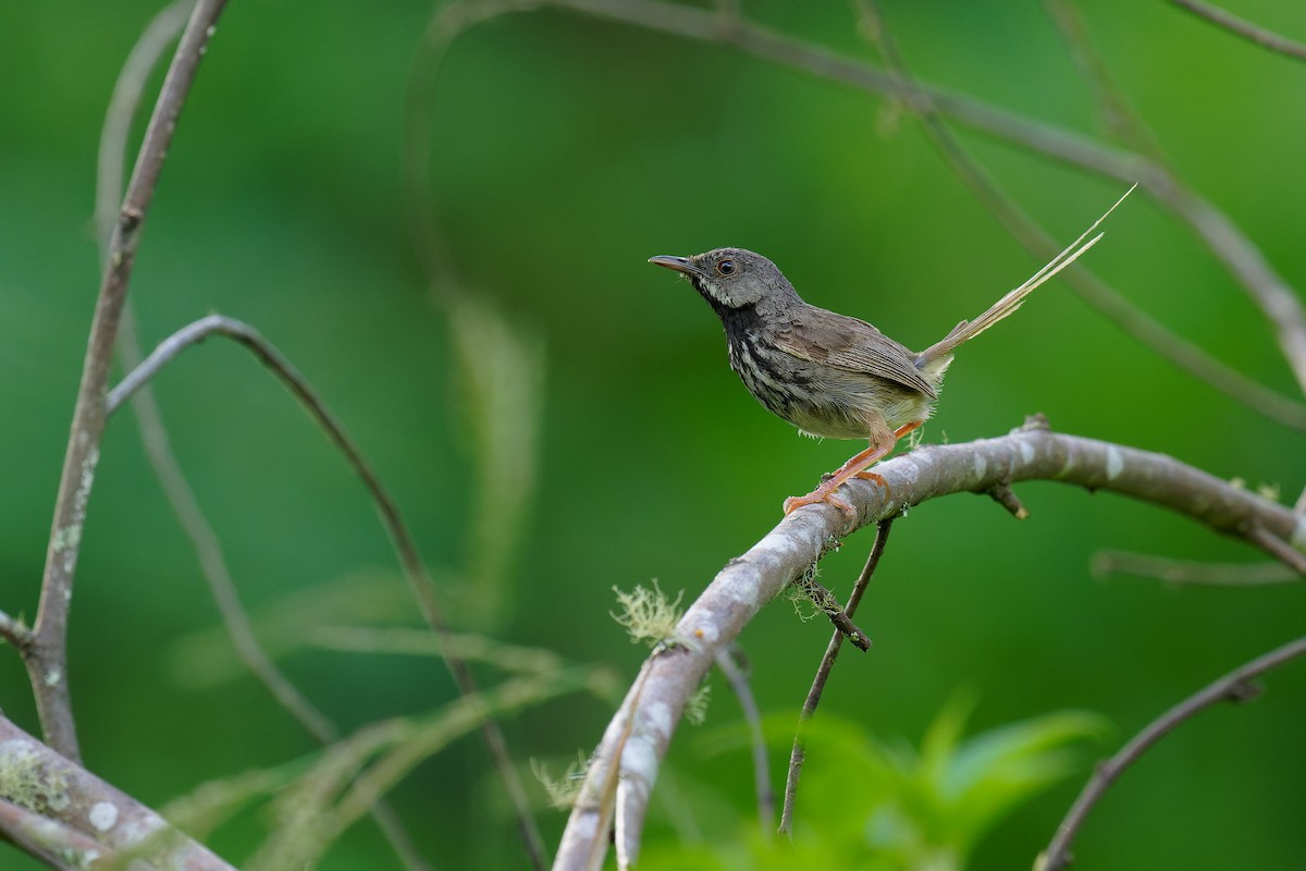 Black-throated Prinia - Vincent Wang