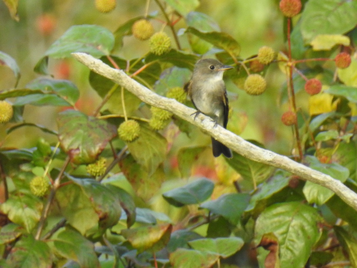 Eastern Wood-Pewee - ML375846981