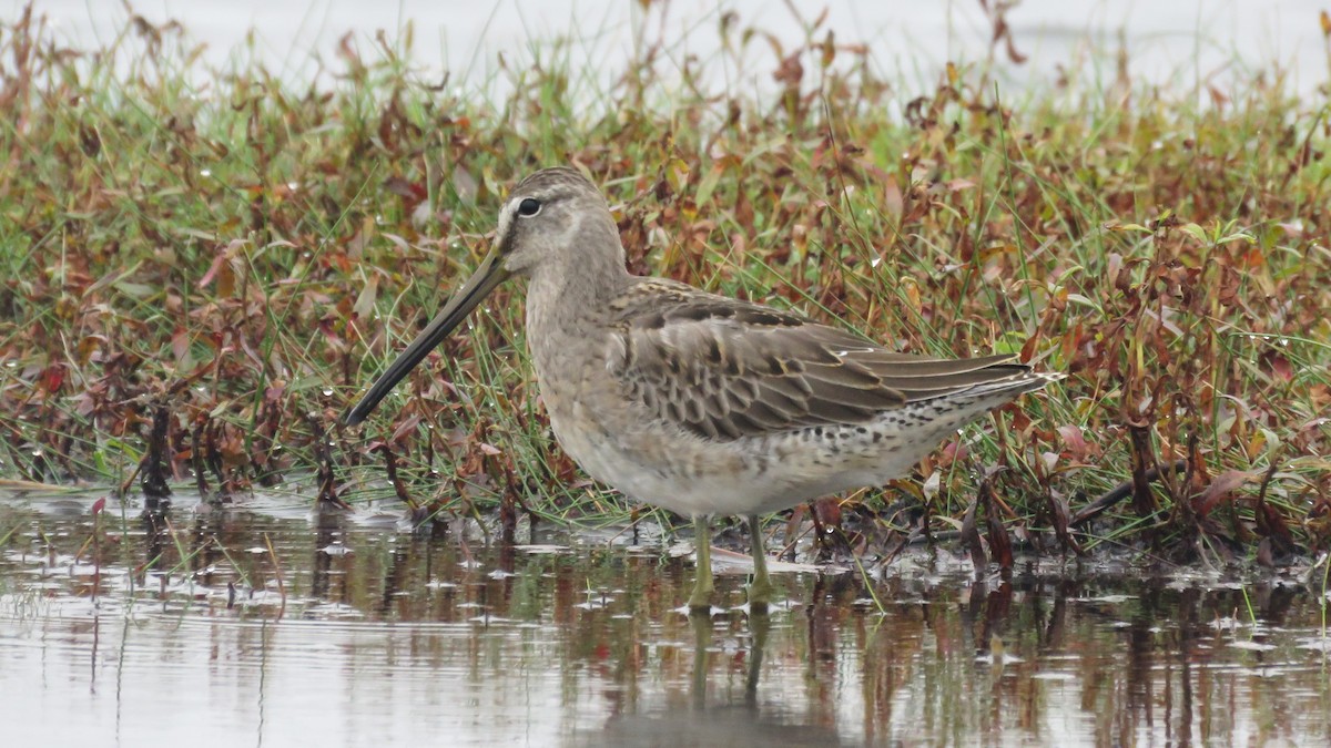 langnebbekkasinsnipe - ML375847091