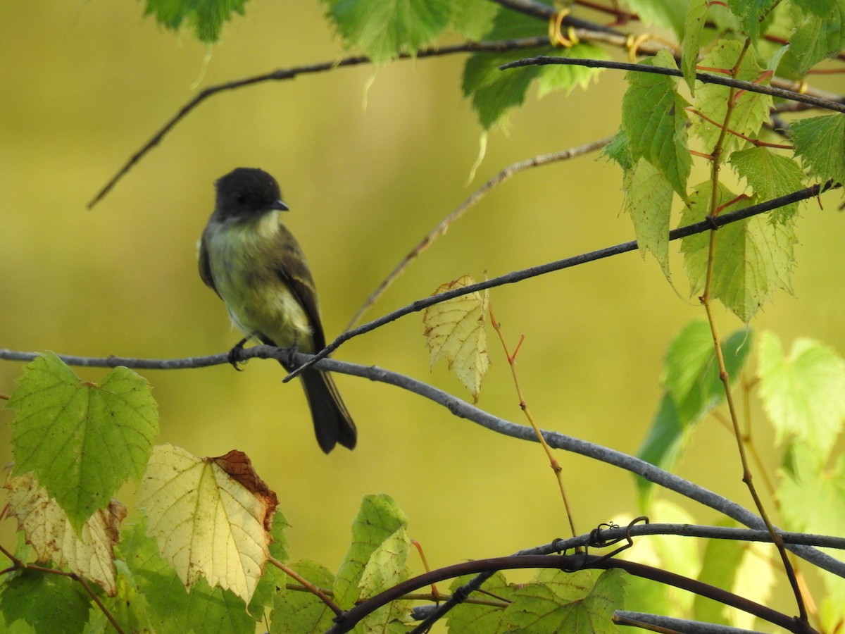 Eastern Phoebe - ML375847341