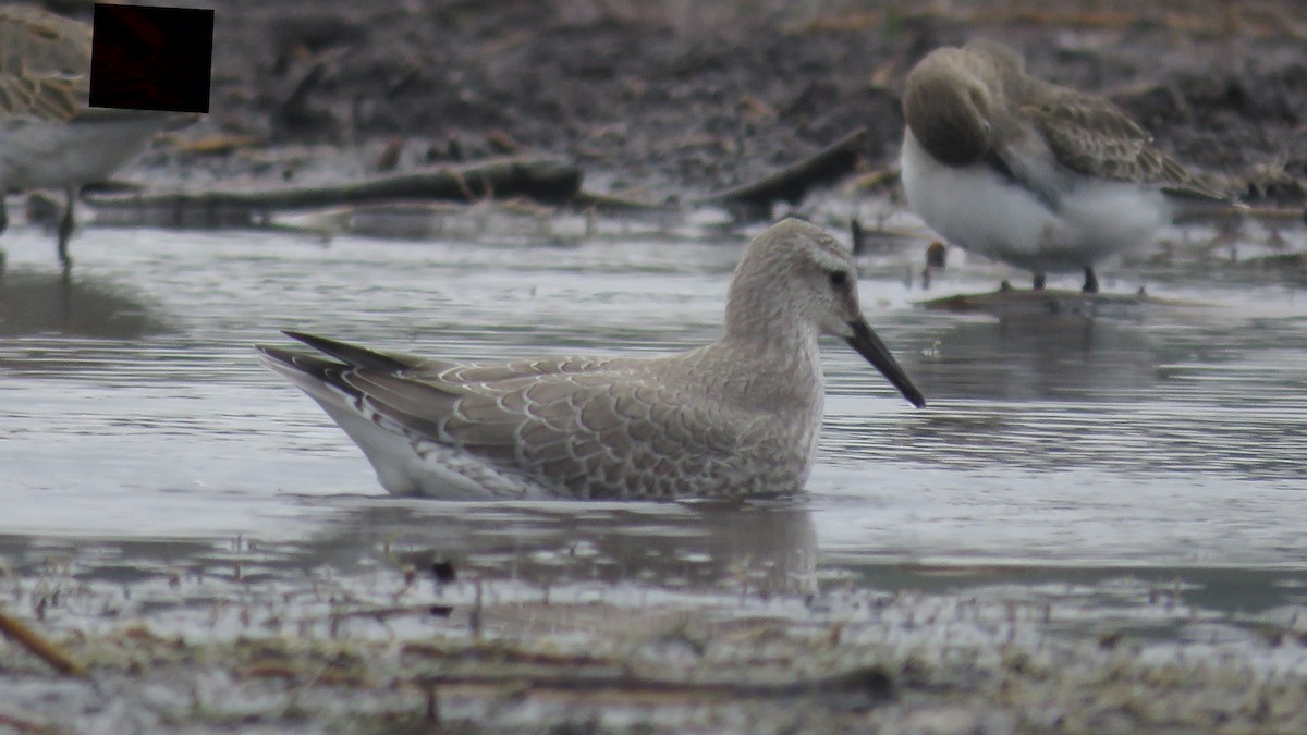 Red Knot - Dan J. MacNeal