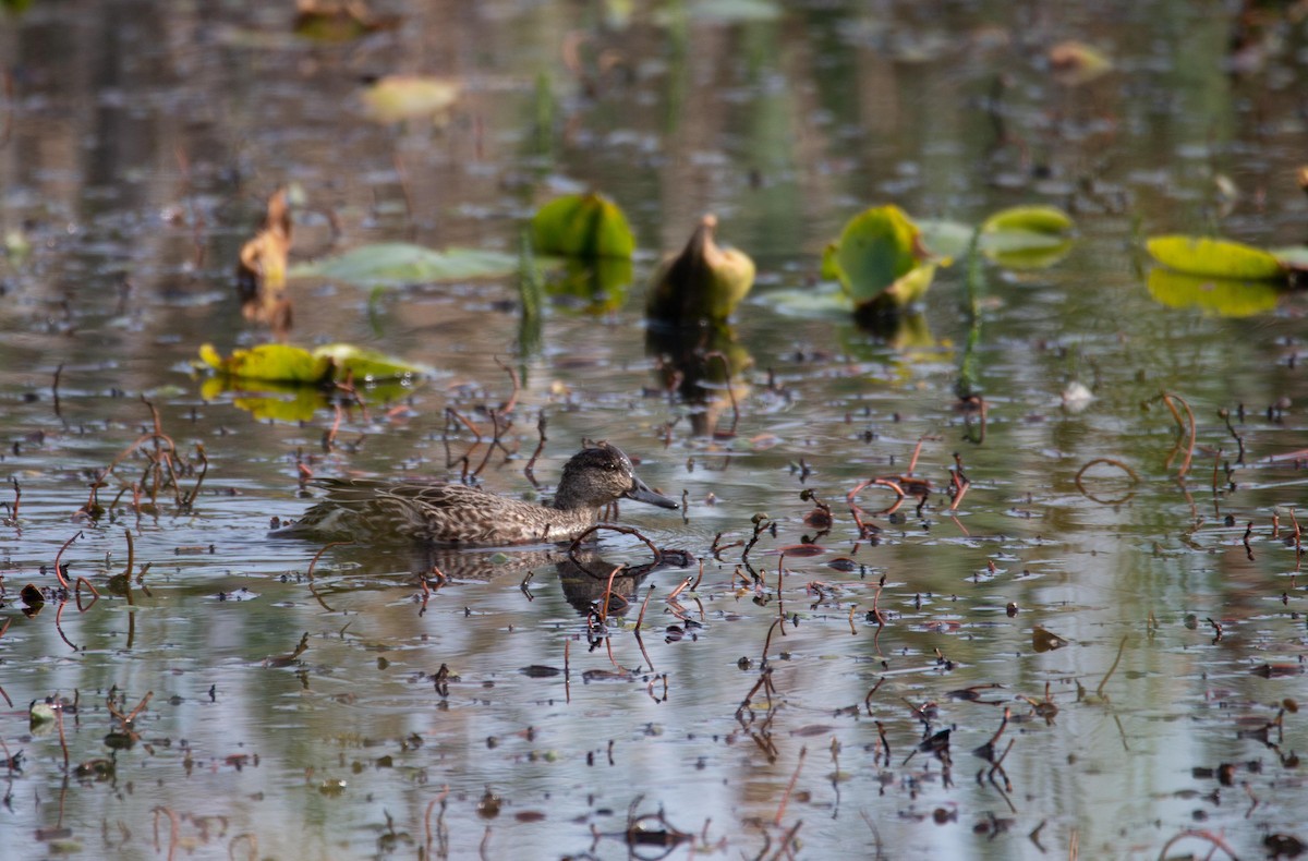 Blue-winged Teal - Danielle Lacasse