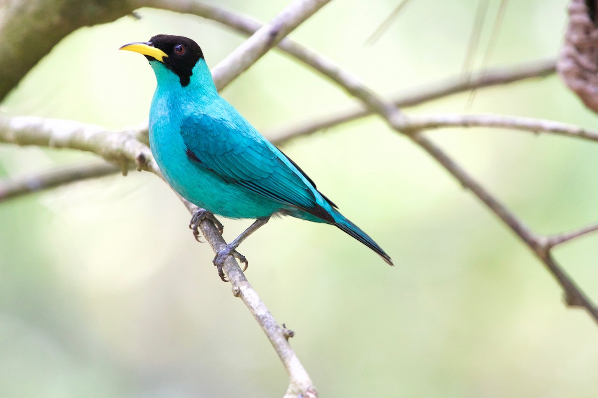 Green Honeycreeper - Karl Overman