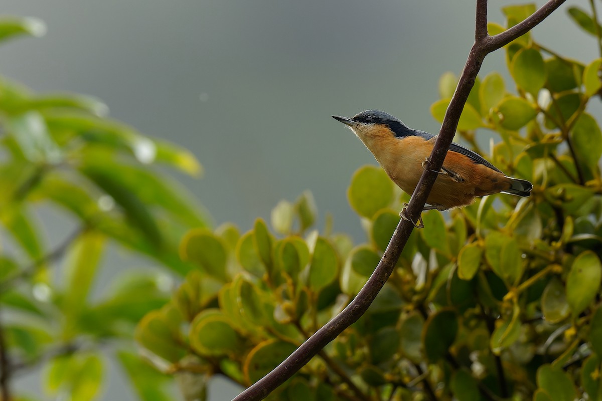 White-tailed Nuthatch - ML375848721