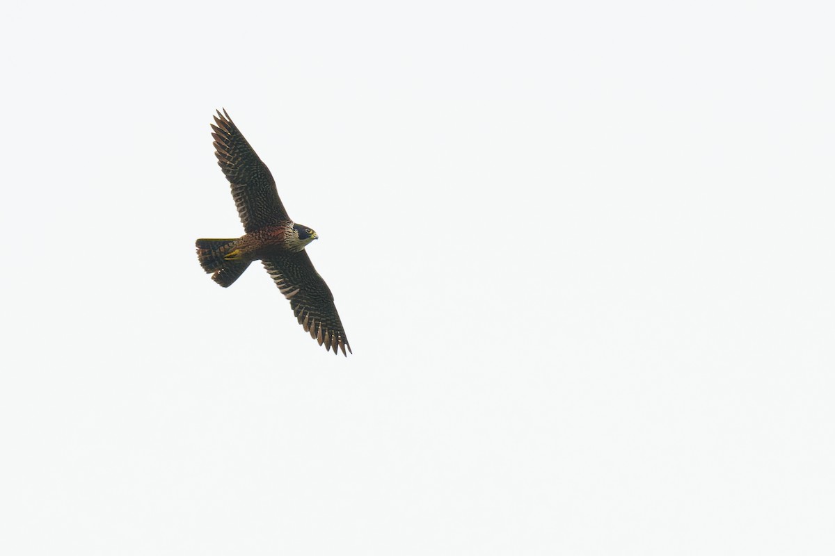 Peregrine Falcon (Shaheen) - ML375850241