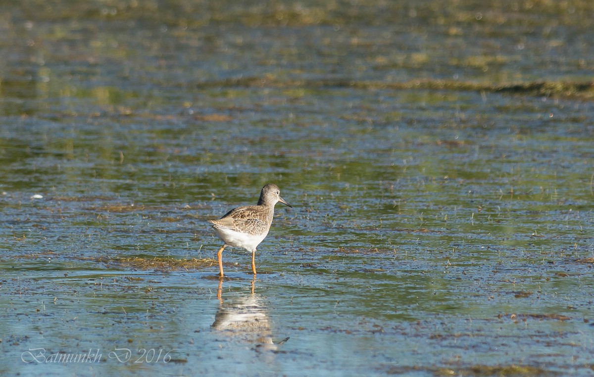 Common Redshank - ML37585031