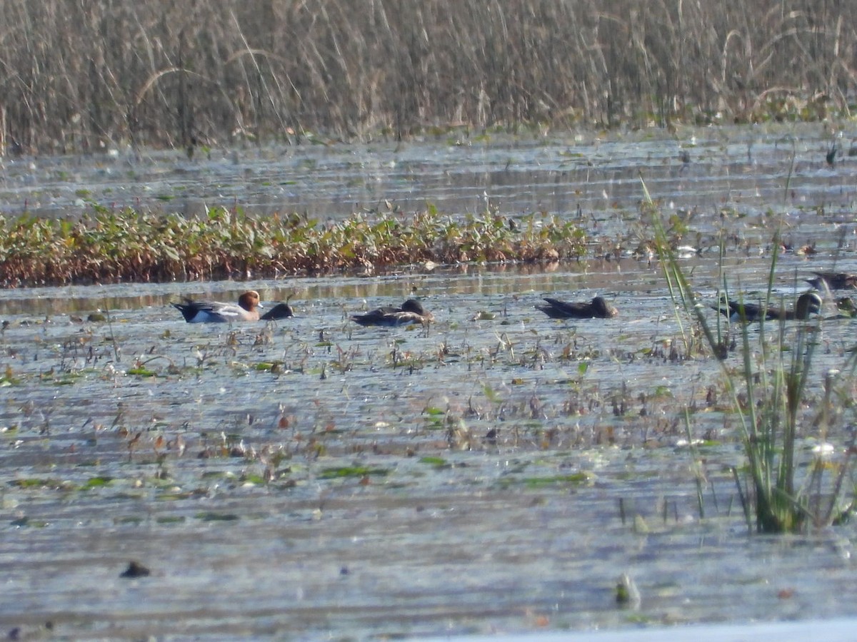 Eurasian Wigeon - ML375850431