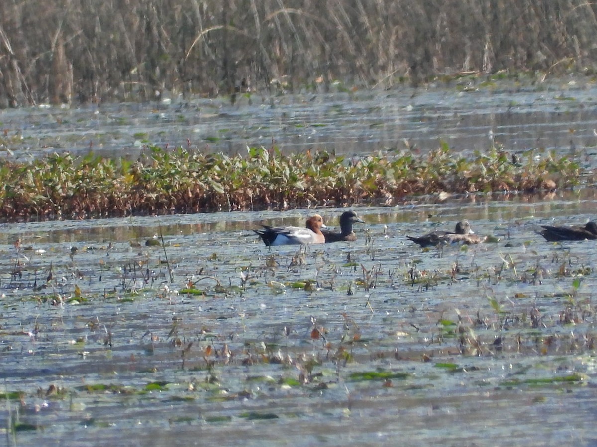 Eurasian Wigeon - ML375850441