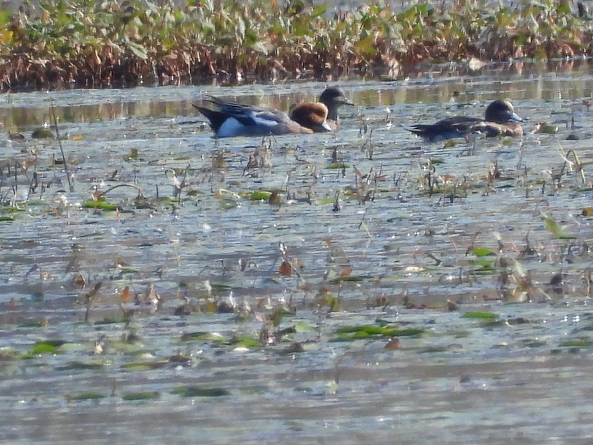 Eurasian Wigeon - ML375850461