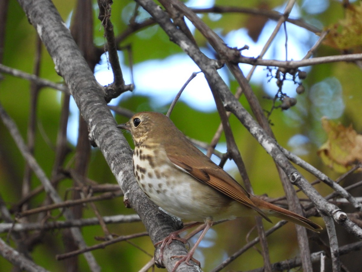 Hermit Thrush - ML375850571