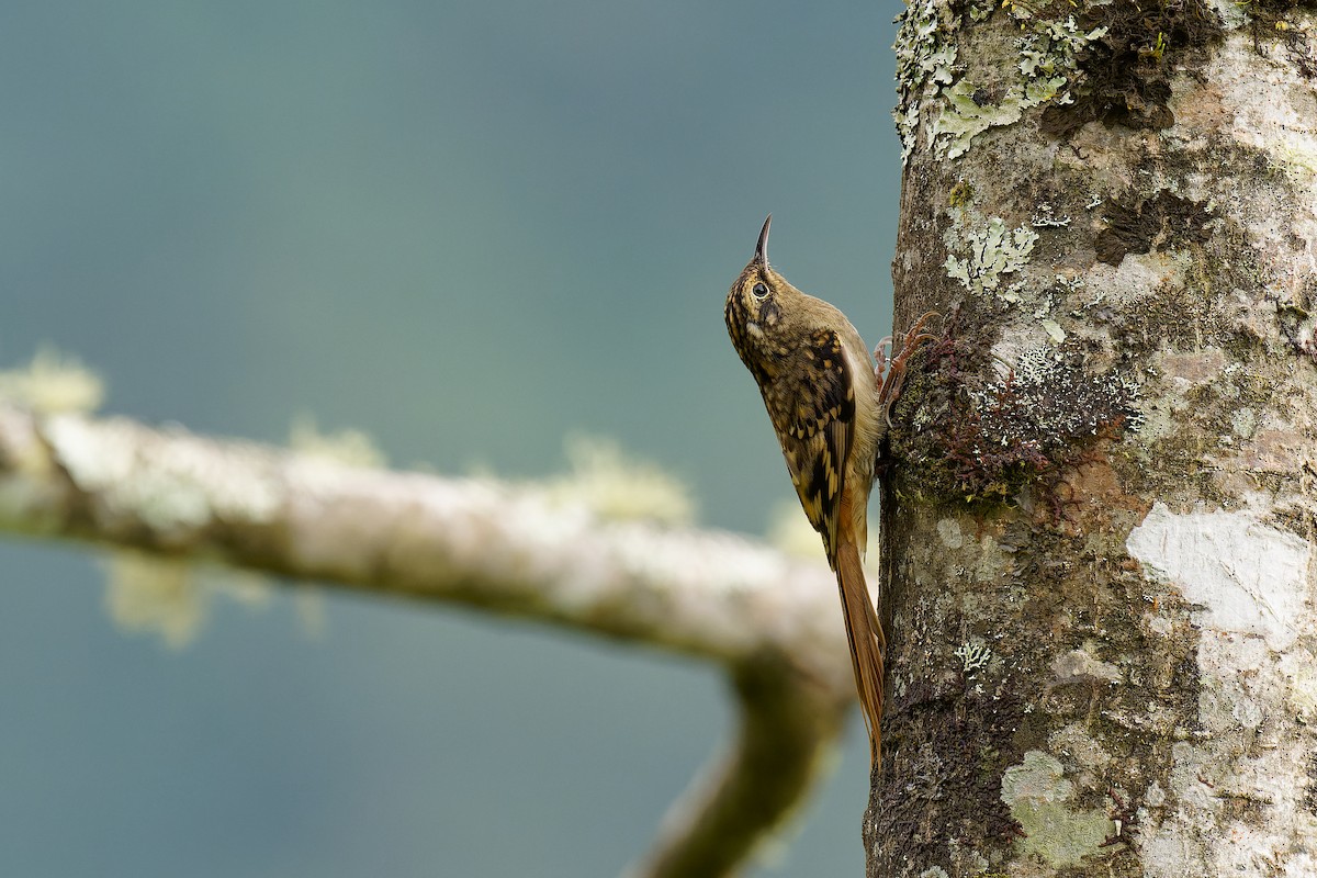 Sikkim Treecreeper - Vincent Wang