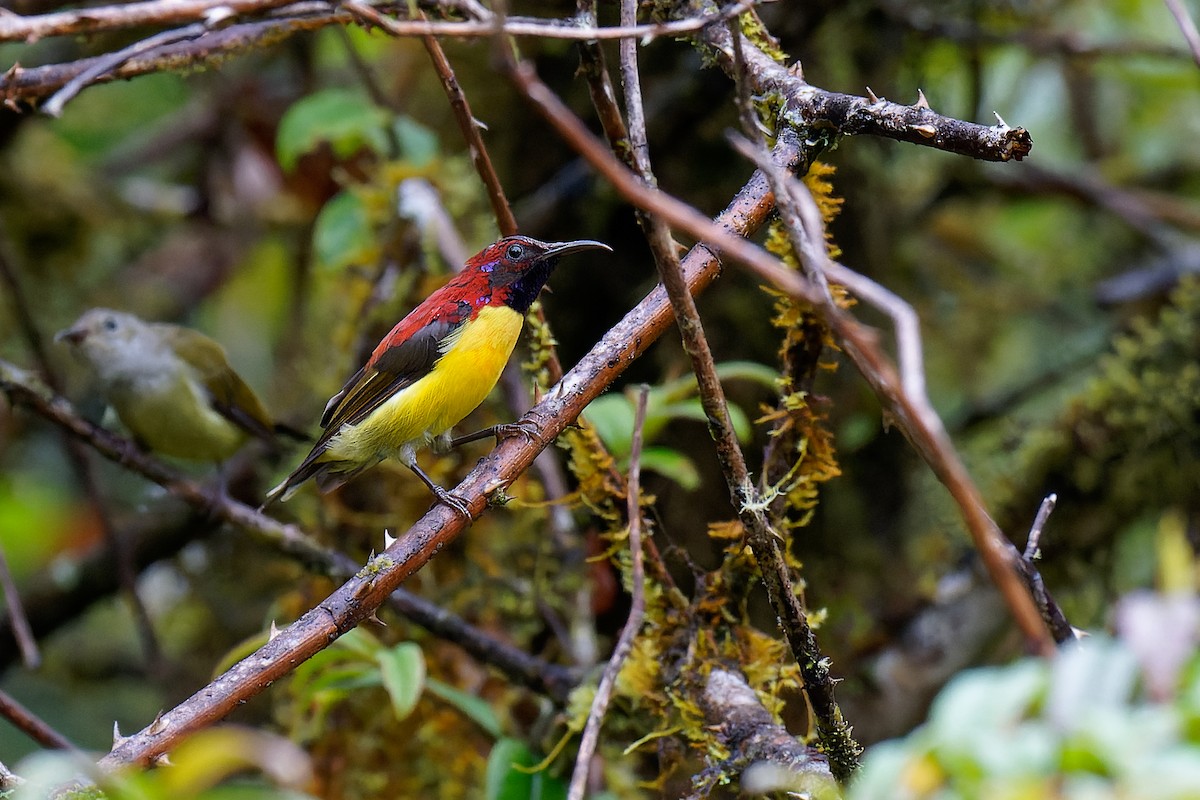 Mrs. Gould's Sunbird (Yellow-breasted) - ML375850601
