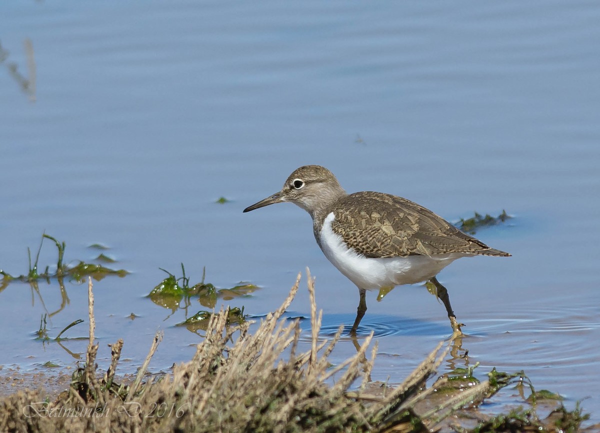 Common Sandpiper - Batmunkh Davaasuren