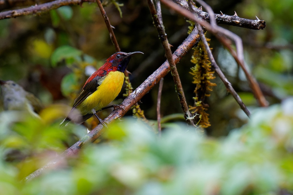 Mrs. Gould's Sunbird (Yellow-breasted) - ML375850741