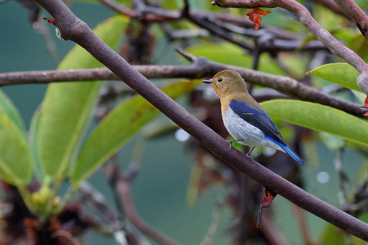 Sapphire Flycatcher - ML375851401