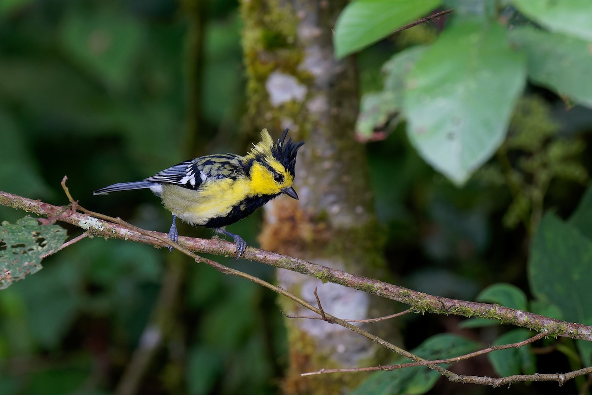 Yellow-cheeked Tit - ML375851551