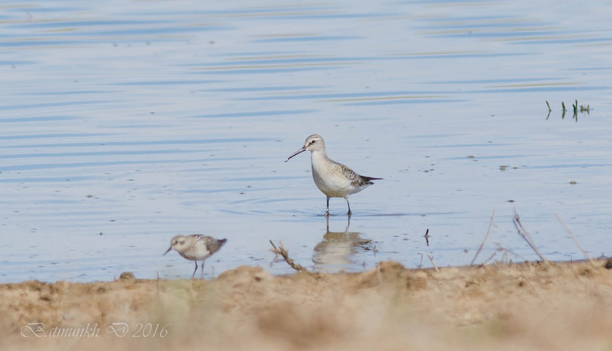 Curlew Sandpiper - ML37585171