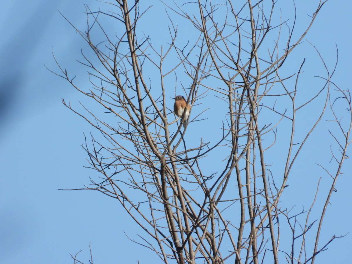 Eastern Bluebird - ML375852211