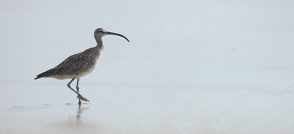 Whimbrel (Hudsonian) - ML375852761