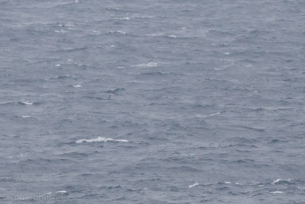 Kerguelenalbatros - ML37585431